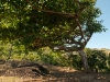 El Bosque Imposible 218