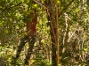 El Bosque Imposible 245