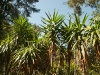 El Bosque Imposible 273