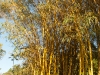 El Bosque Imposible 299