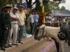 Juayua 101