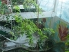 Puerto Vallarta 039