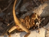 Roatan 0945