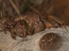 Roatan 0948