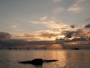 Roatan 061