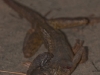 Roatan 0976