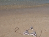 Roatan 1041