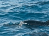 Utila 238
