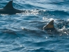 Utila 239