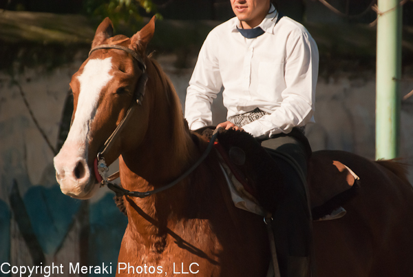 Photo of horse close-up