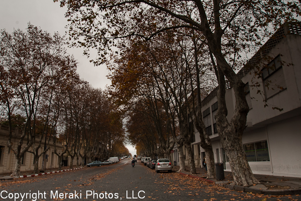 Photo of tree-lined streets