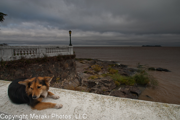 Photo of dog relaxing by the shore