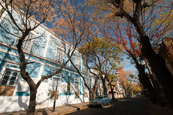 Photo of tree-lined street