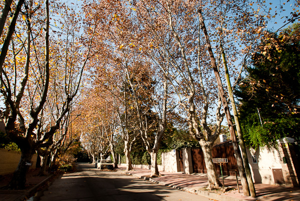 Photo of tree-lined street