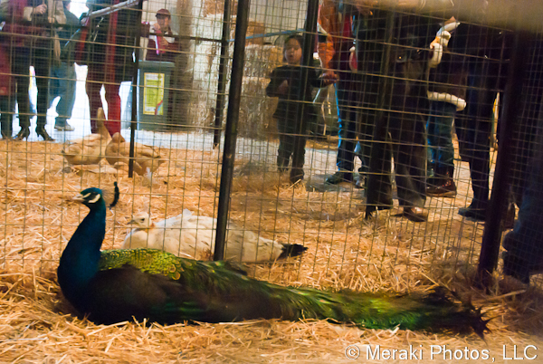 Photo of peacock