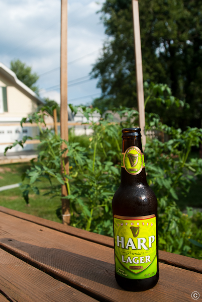 Photo of Harp beer