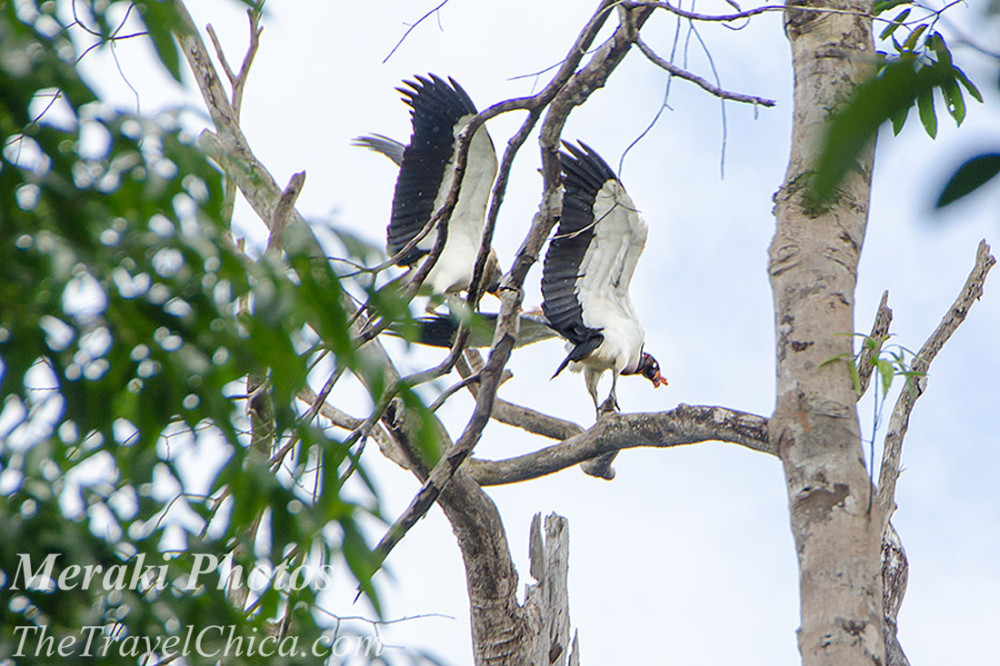 Costa Rica 2015 0486