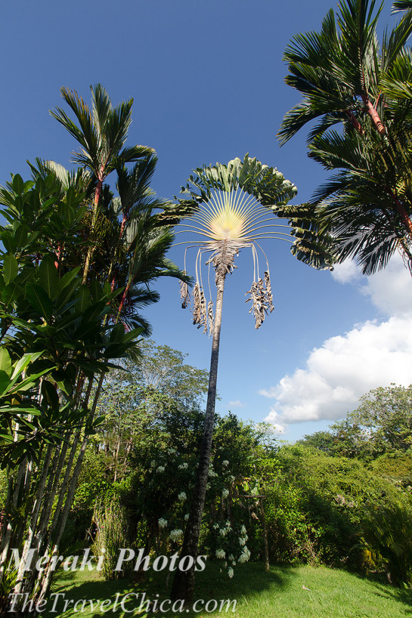 Costa Rica 2015 0880