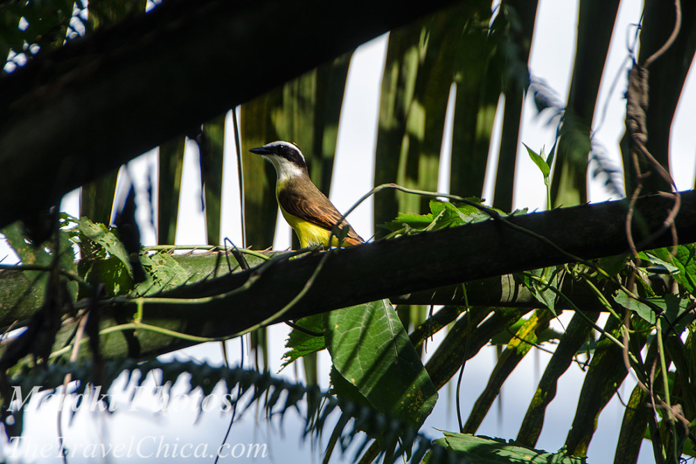 Costa Rica 2015 0889