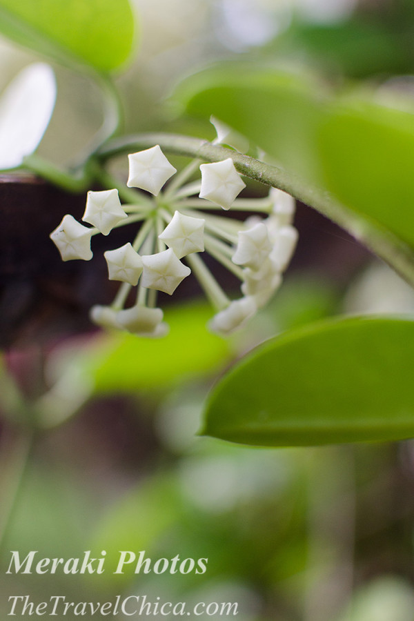 Costa Rica 2015 1083