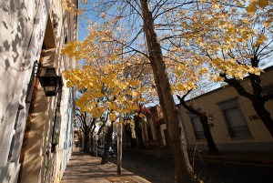 Photo of bright yellow leaves