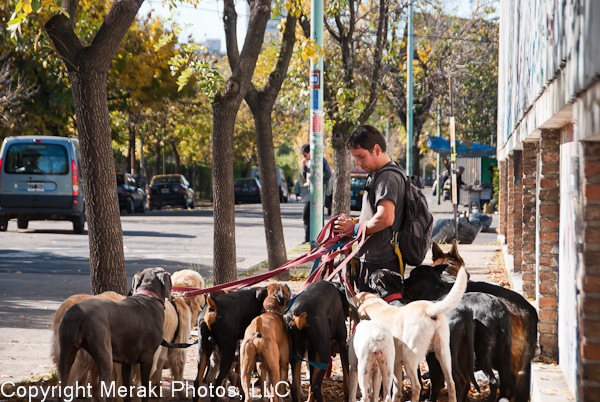 Buenos Aires Odd Jobs: The Dog Walker