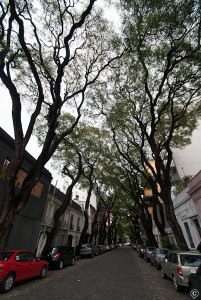 Photo of tree-lined streets