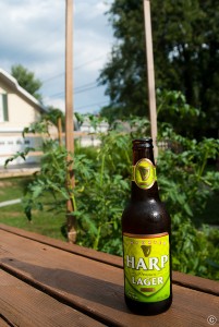 Photo of Harp beer