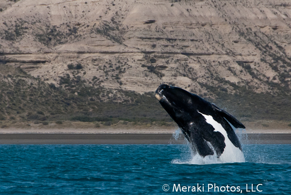 Have You Seen the Whales Show?