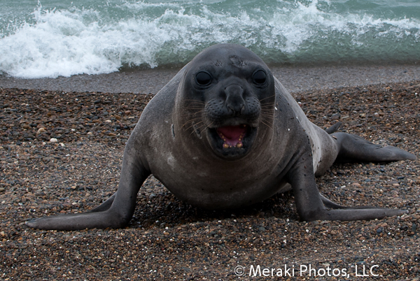 What Exactly Is An Elephant Seal?