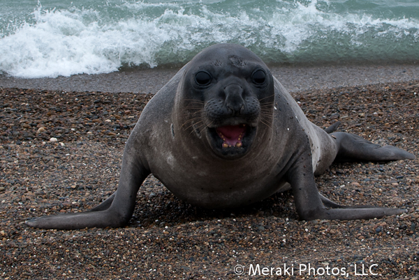 What Exactly Is An Elephant Seal?