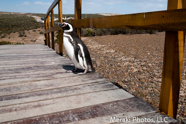 A Million Penguins… And I Took a Photo of Each One!