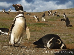 katherina penguins