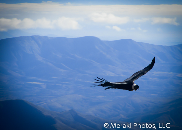 Foto of the Week from … The Top of a Mountain:  Condors Playing