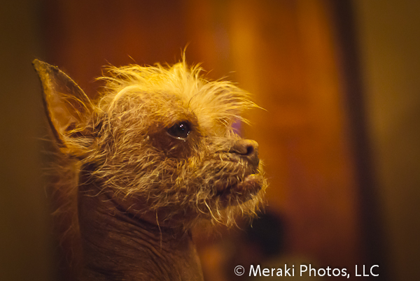 Foto of the Week from … Rosillas:  The Ugliest Dog in South America