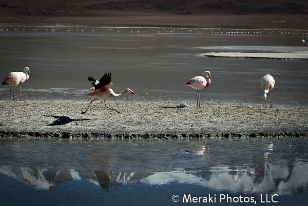 8 Favorite Animal Photos from Tupiza to Uyuni