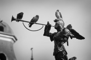 We took this picture in Lima's Plaza de Armas. Tons of pigeons call the square home and enjoy perching atop the angel of the central fountain.
