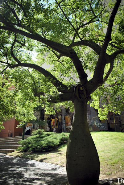 The Drunken Tree of Buenos Aires