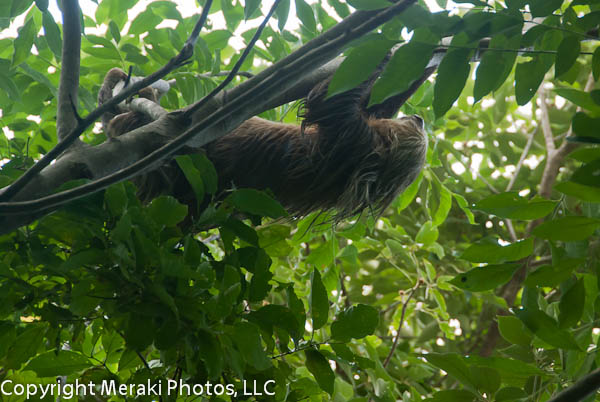 The sloth whisperer