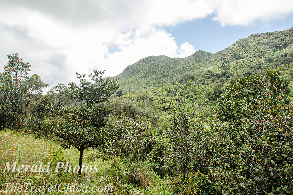 PHOTO ESSAY:  El Yunque National Forest