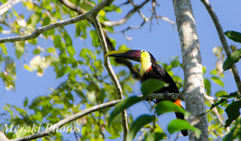 24 hours in the most biodiverse place on the planet